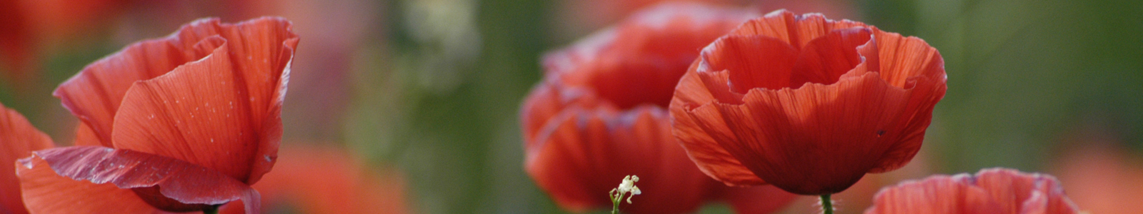 Mohnblumen © Dienstleistungszentren Ländlicher Raum